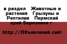  в раздел : Животные и растения » Грызуны и Рептилии . Пермский край,Березники г.